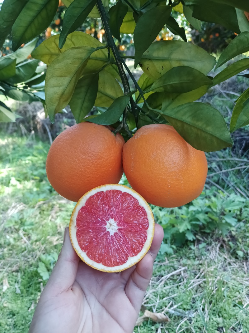 赣南脐橙，赣南血橙