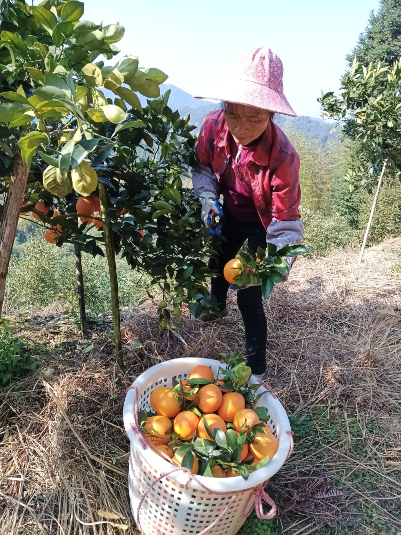 赣南脐橙，赣南血橙