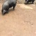 生态放养黑猪