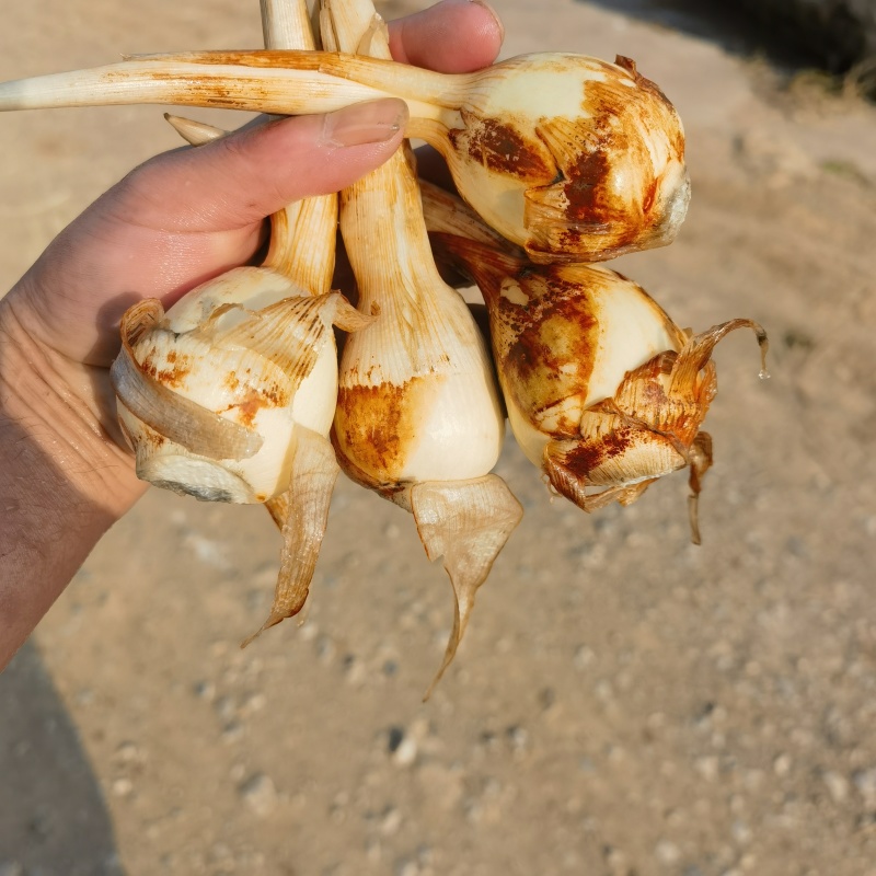 云南白茨菇