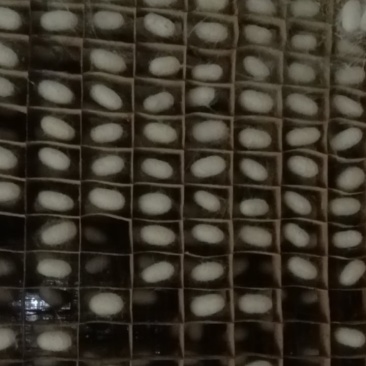 优质蚕茧