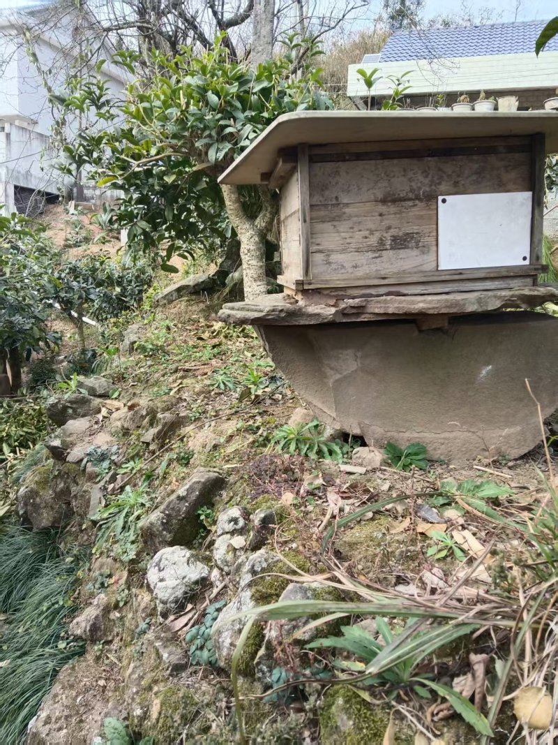 野生纯蜂蜜