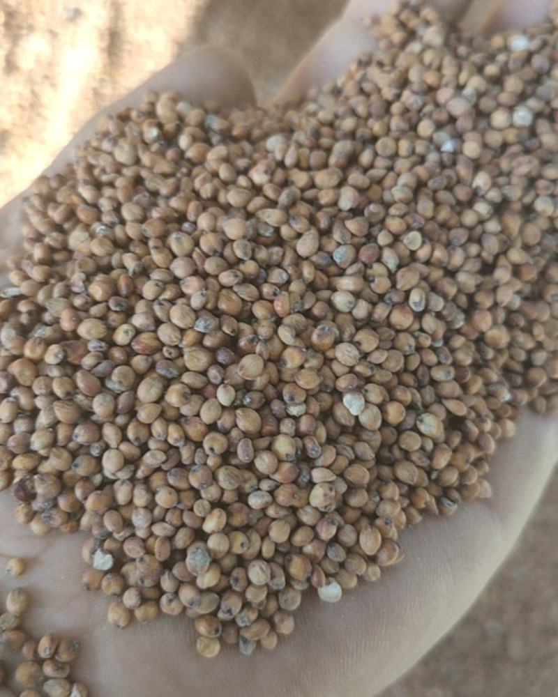 现有高粱200吨