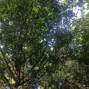 竹柏树