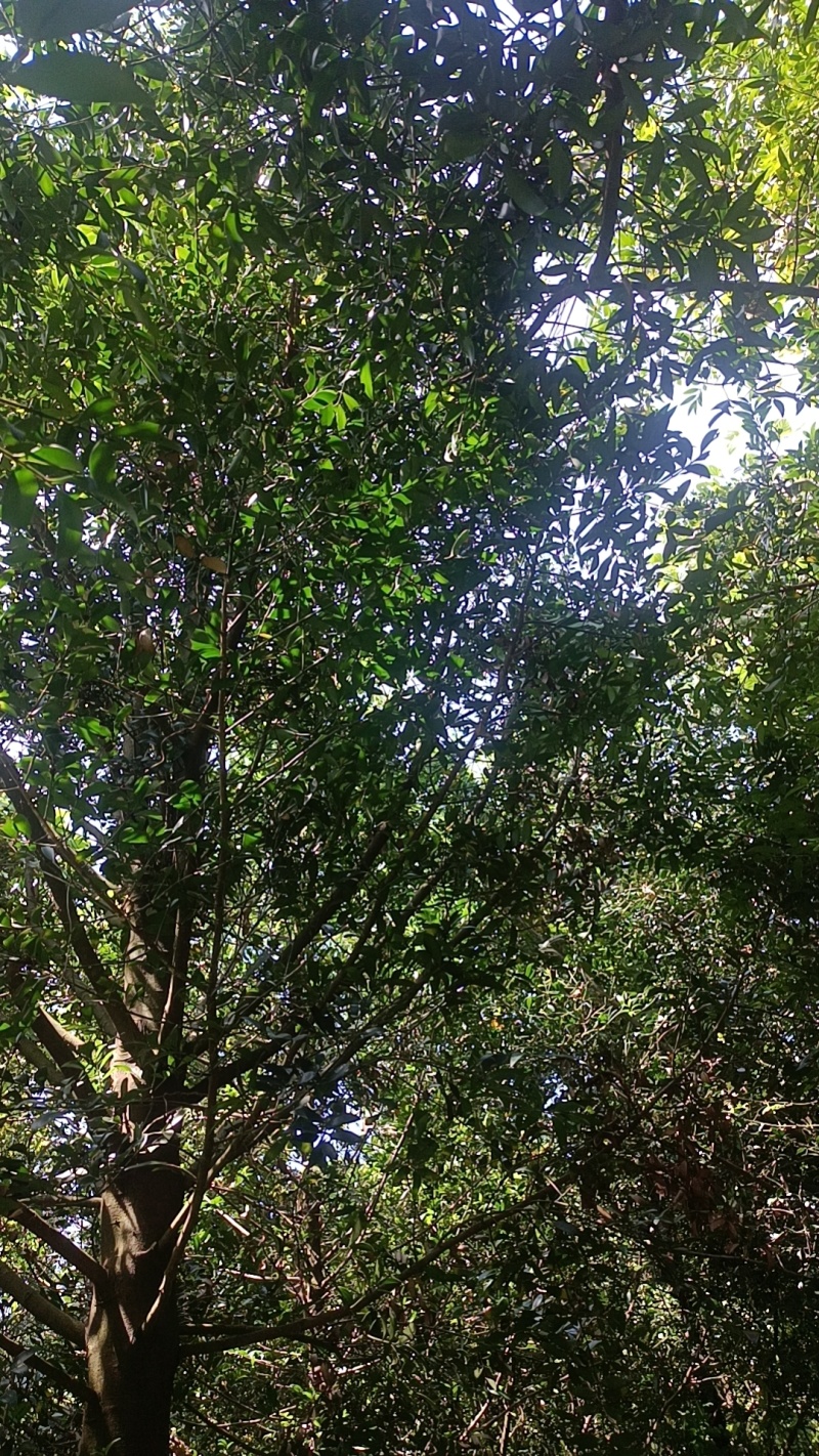 竹柏树