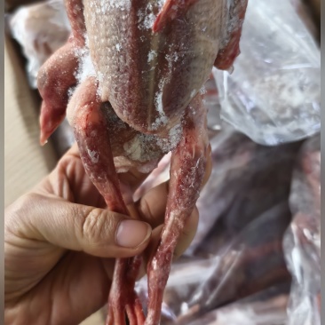 品名精制乳鸽规格69两都有20只