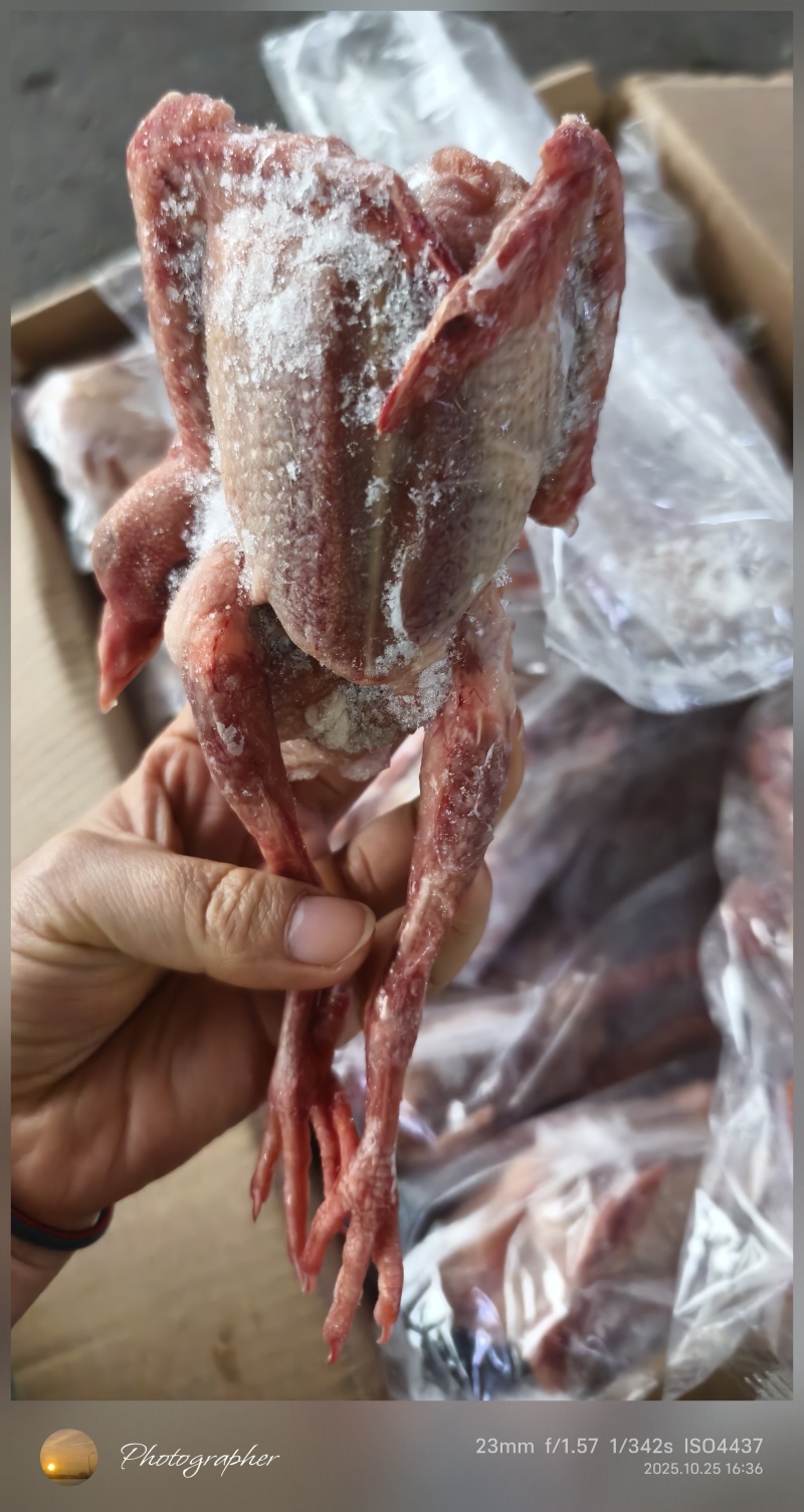 品名精制乳鸽规格69两都有20只
