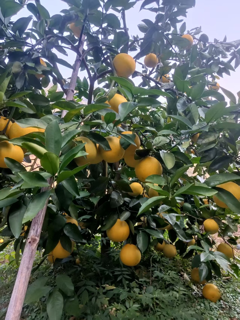 赣南西柚