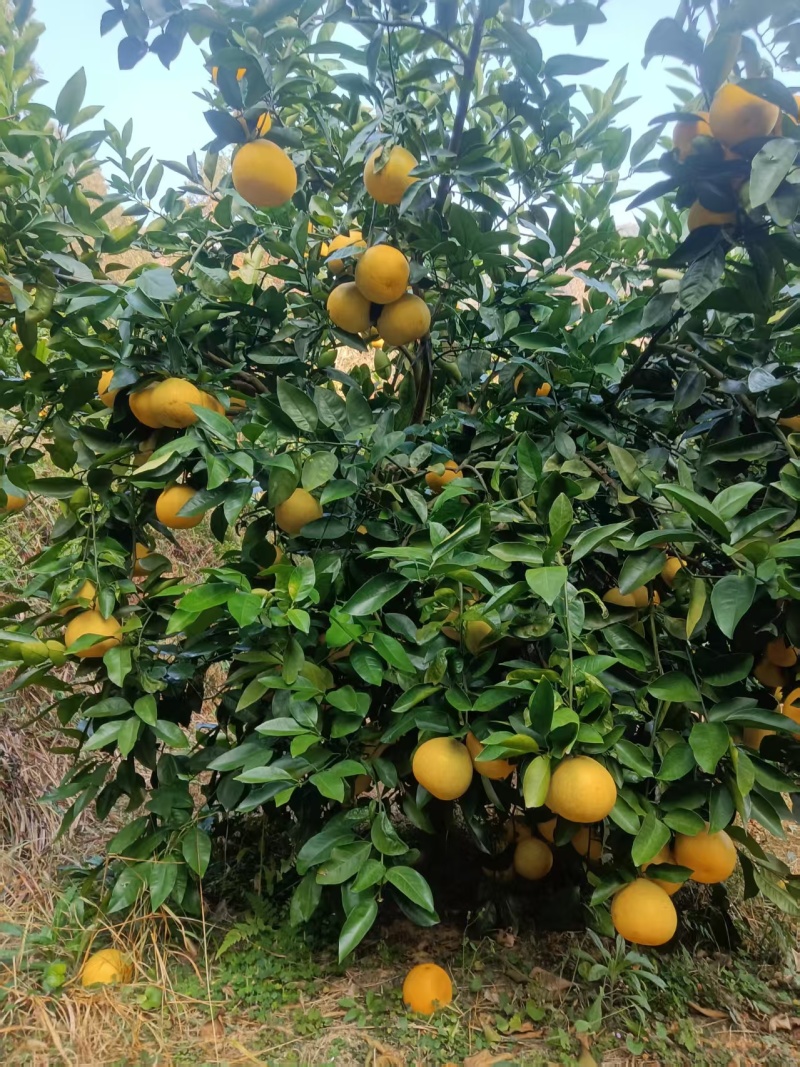赣南西柚