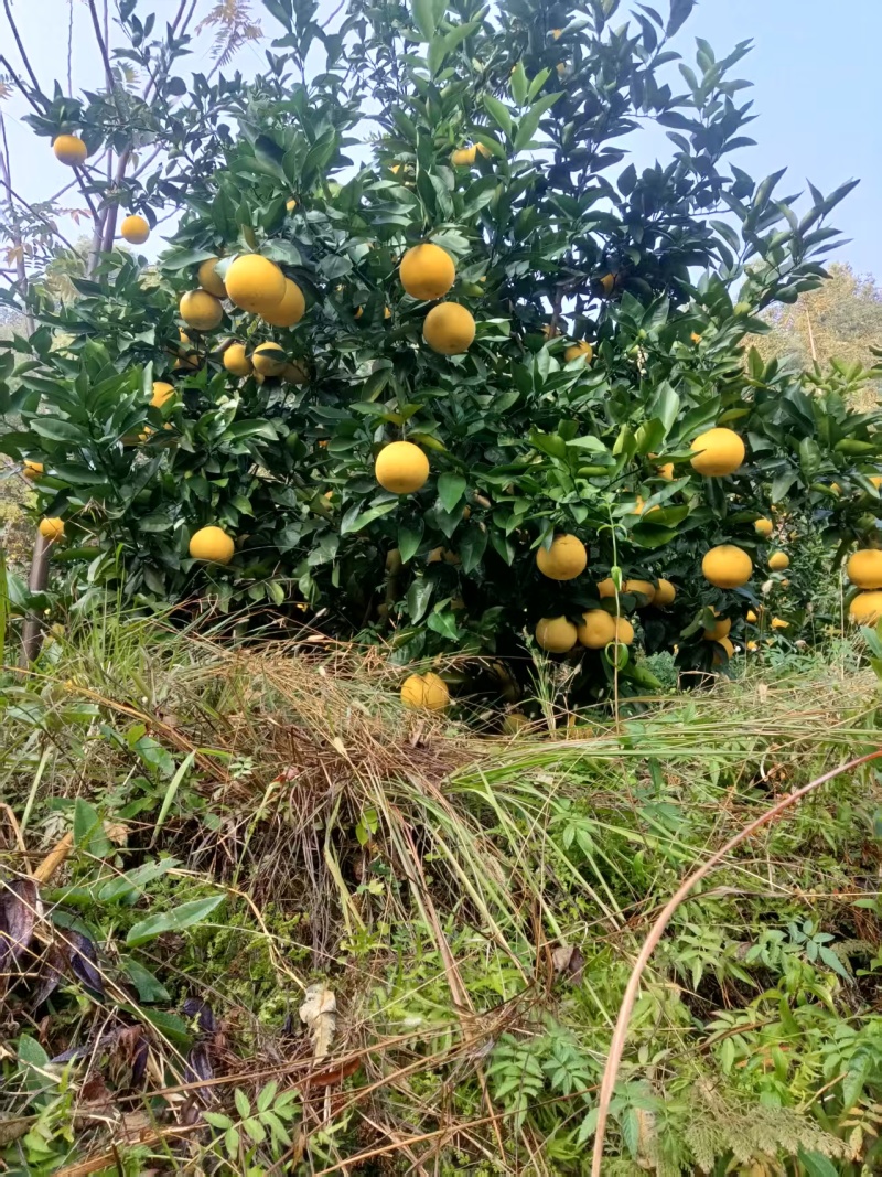 赣南西柚