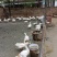 散养三花鹅