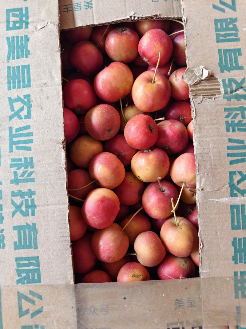 内蒙古呼和浩特海红果