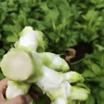 儿菜