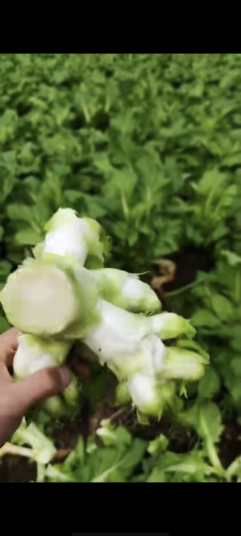 儿菜