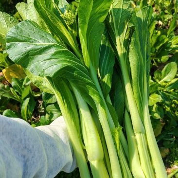 连州正宗迟菜心