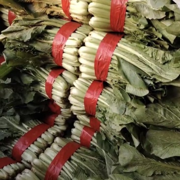【精品】细根小白菜，产地直供，货源充足，面向全国！