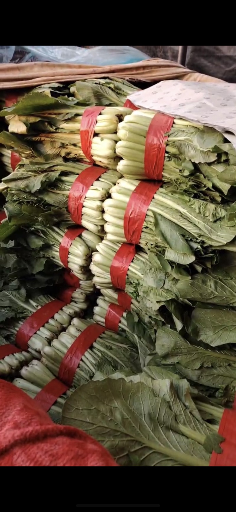 【精品】细根小白菜，产地直供，货源充足，面向全国！