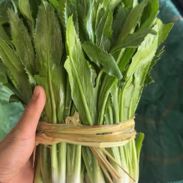 盈江新鲜大芫荽品质保证可长期供货