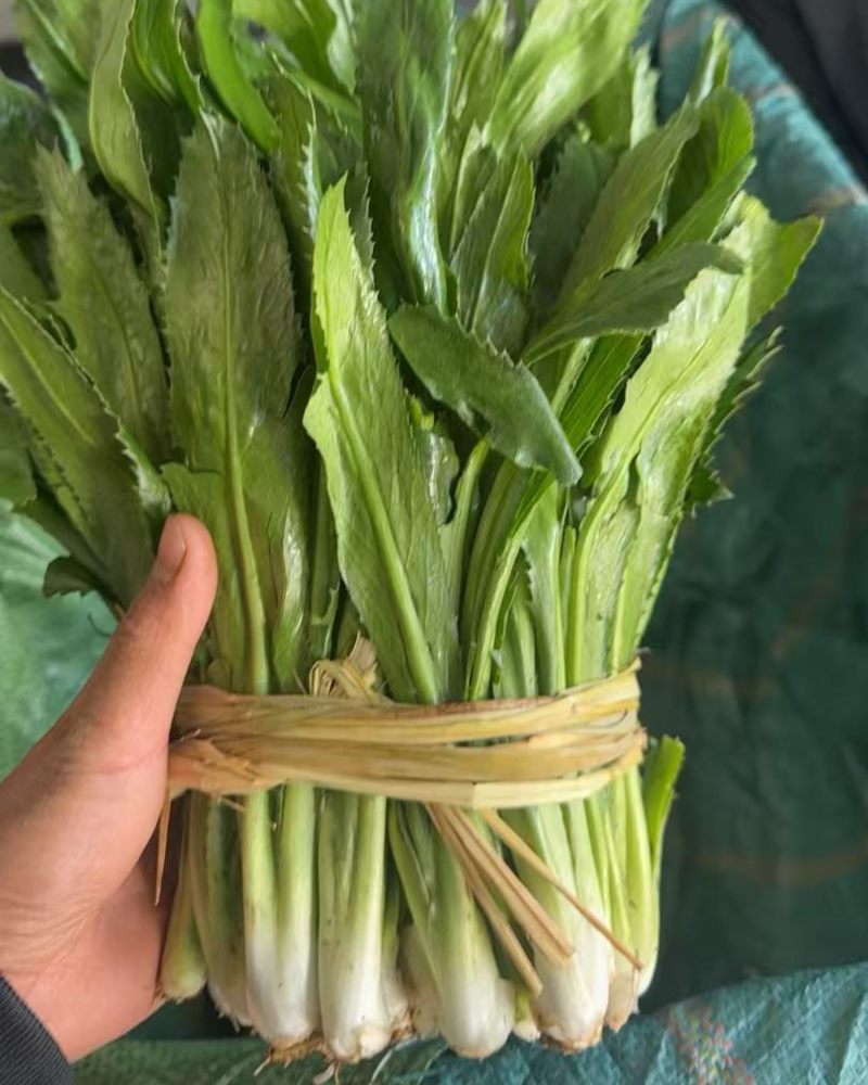 盈江新鲜大芫荽品质保证可长期供货
