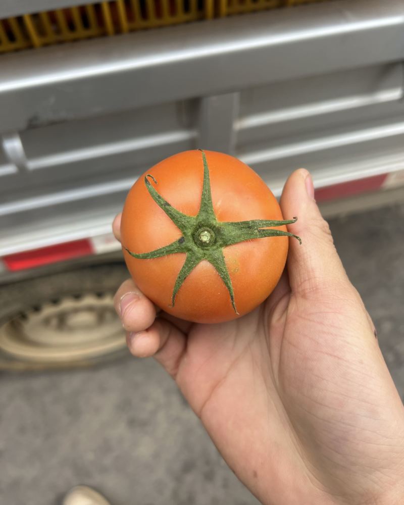 西红柿粉果，红果，产地直发