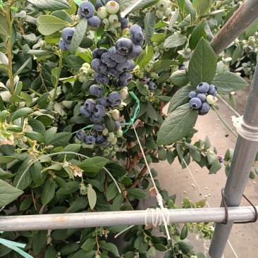 云南澄江高山花香蓝莓