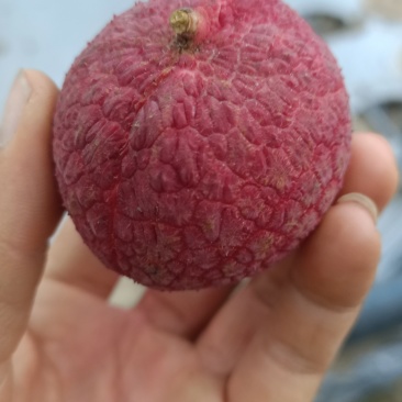 荔枝