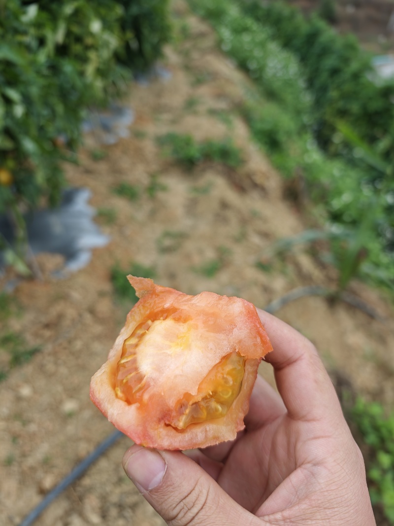 安顺西红柿，通货