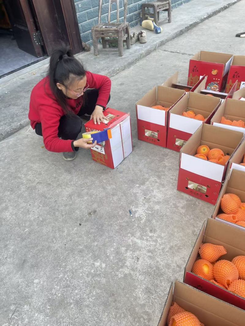 脐橙基地直发