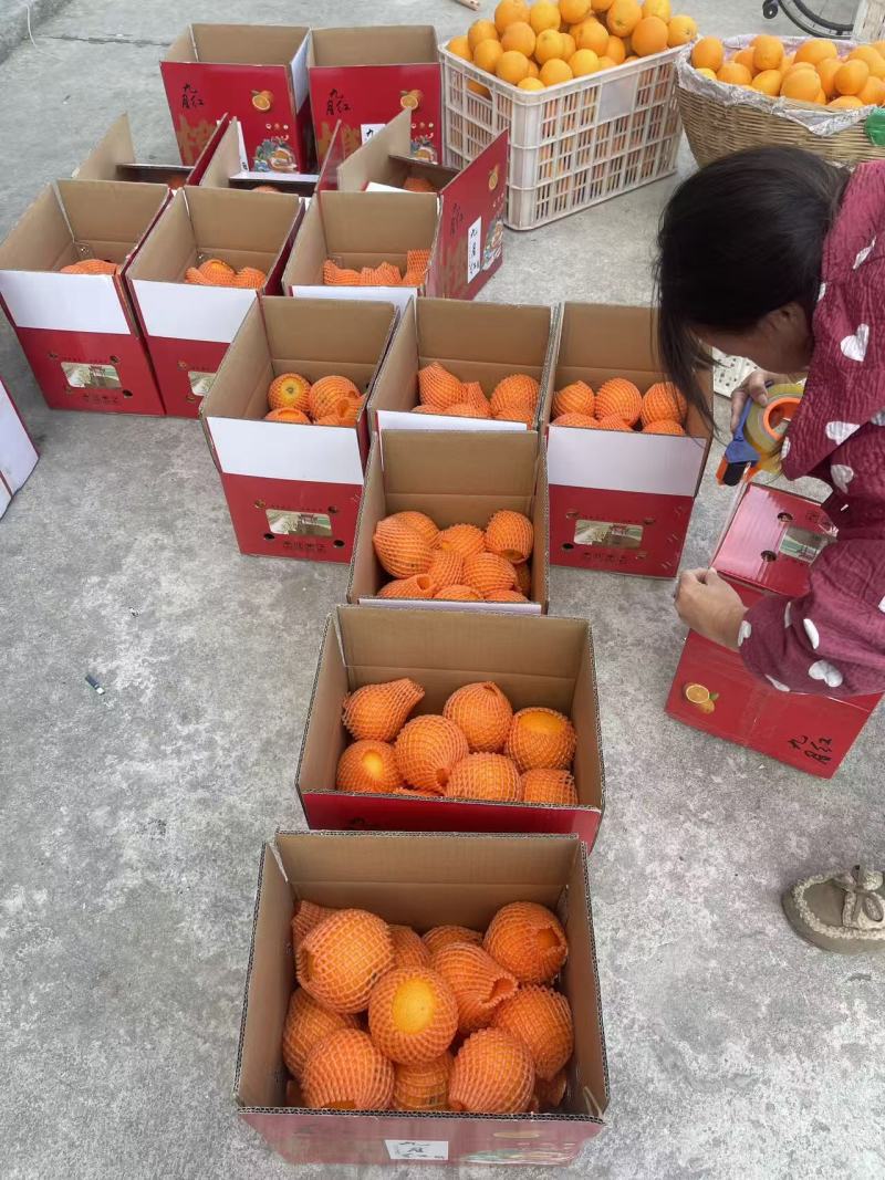 脐橙基地直发