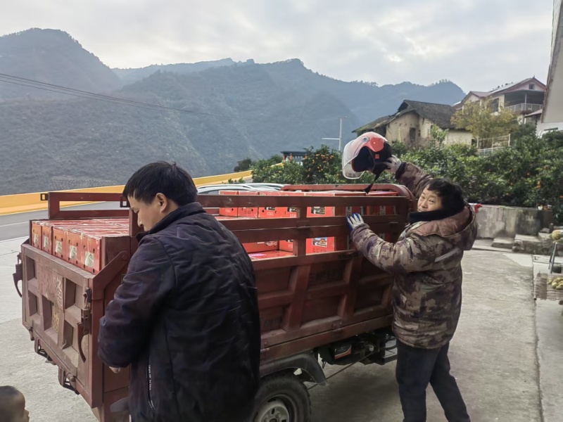 脐橙基地直发