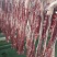 内蒙古锡盟乌珠穆沁羊肉