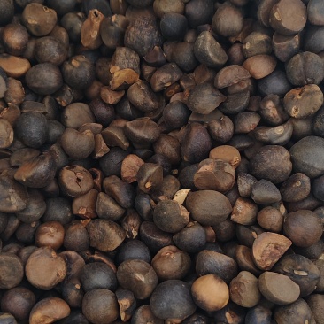 正宗山茶油