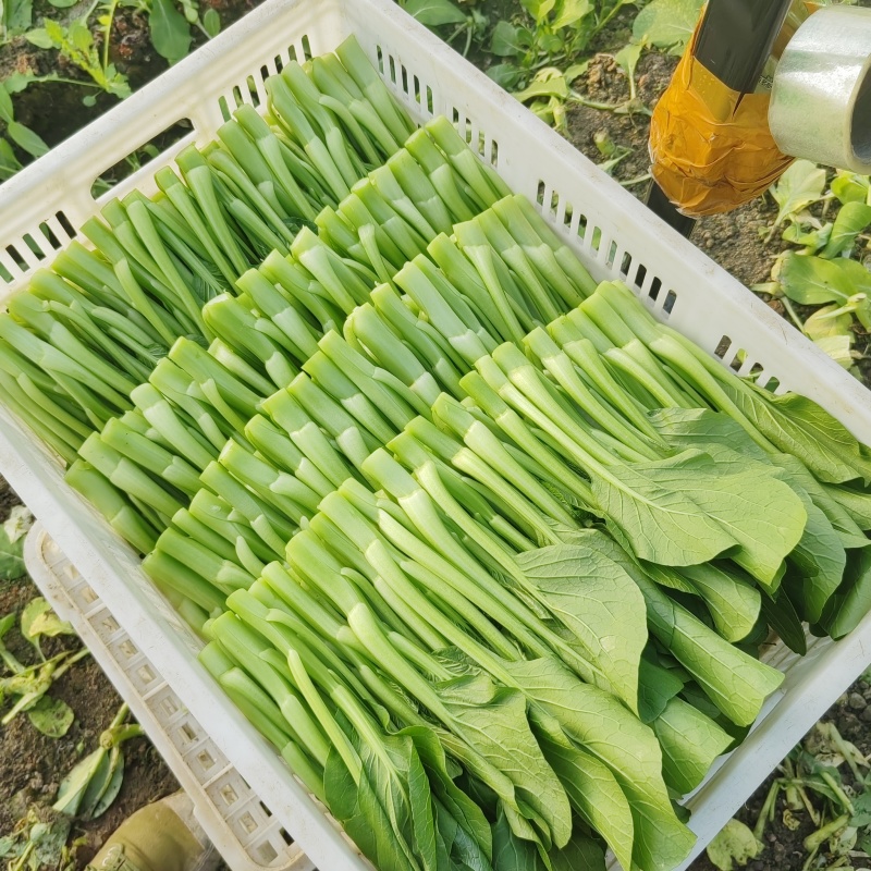 精品广东菜心便宜卖了