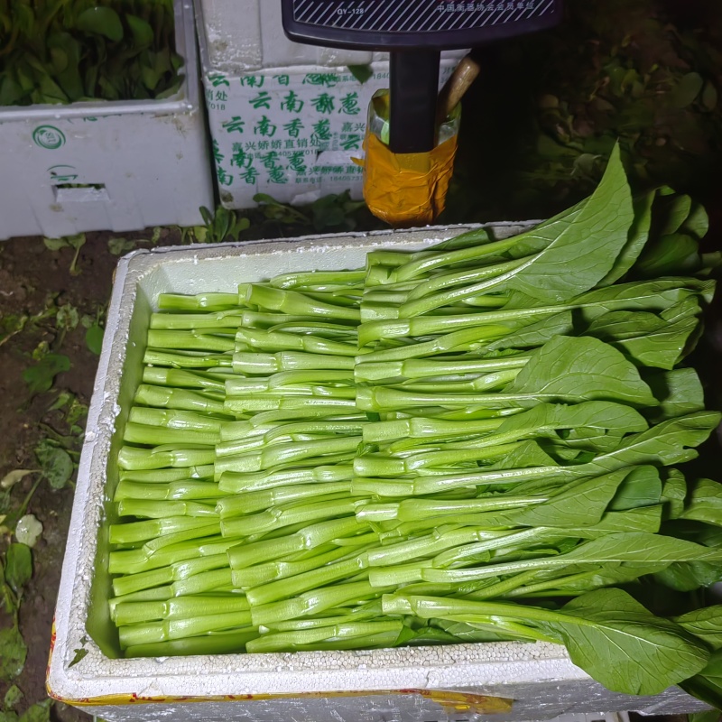 精品广东菜心便宜卖了