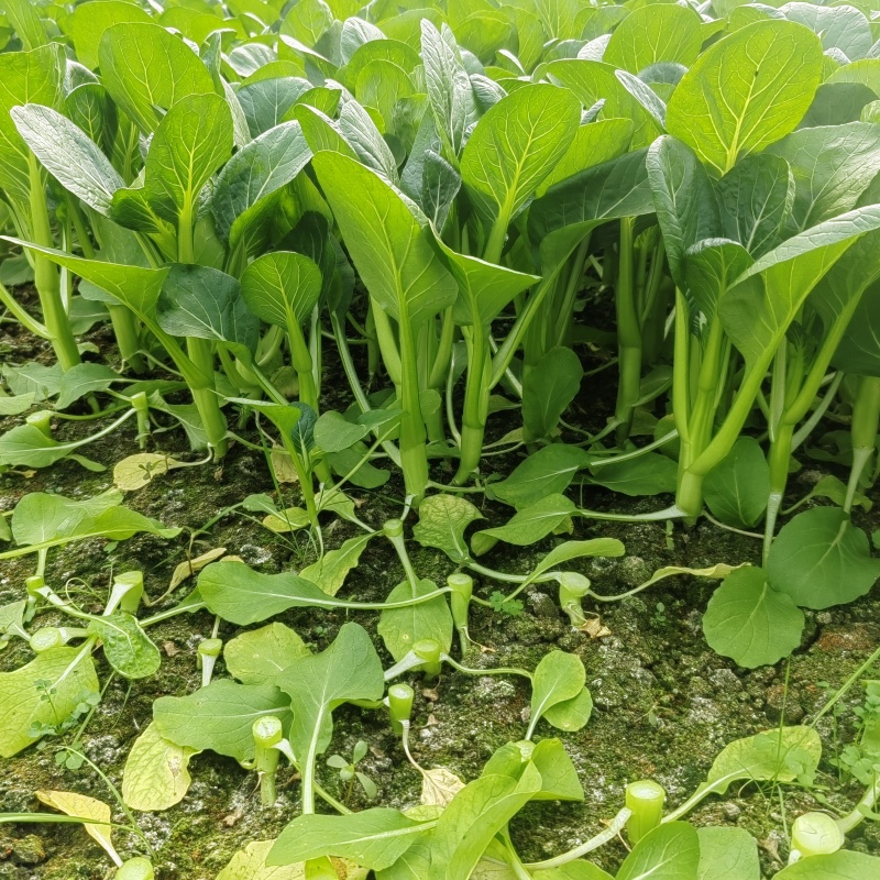 精品广东菜心便宜卖了