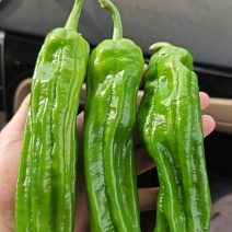广东湛江芜湖椒，薄皮椒，160亩