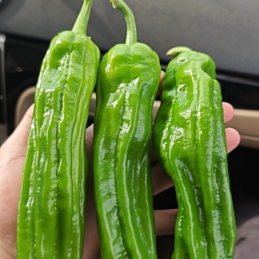 广东湛江芜湖椒，薄皮椒，160亩