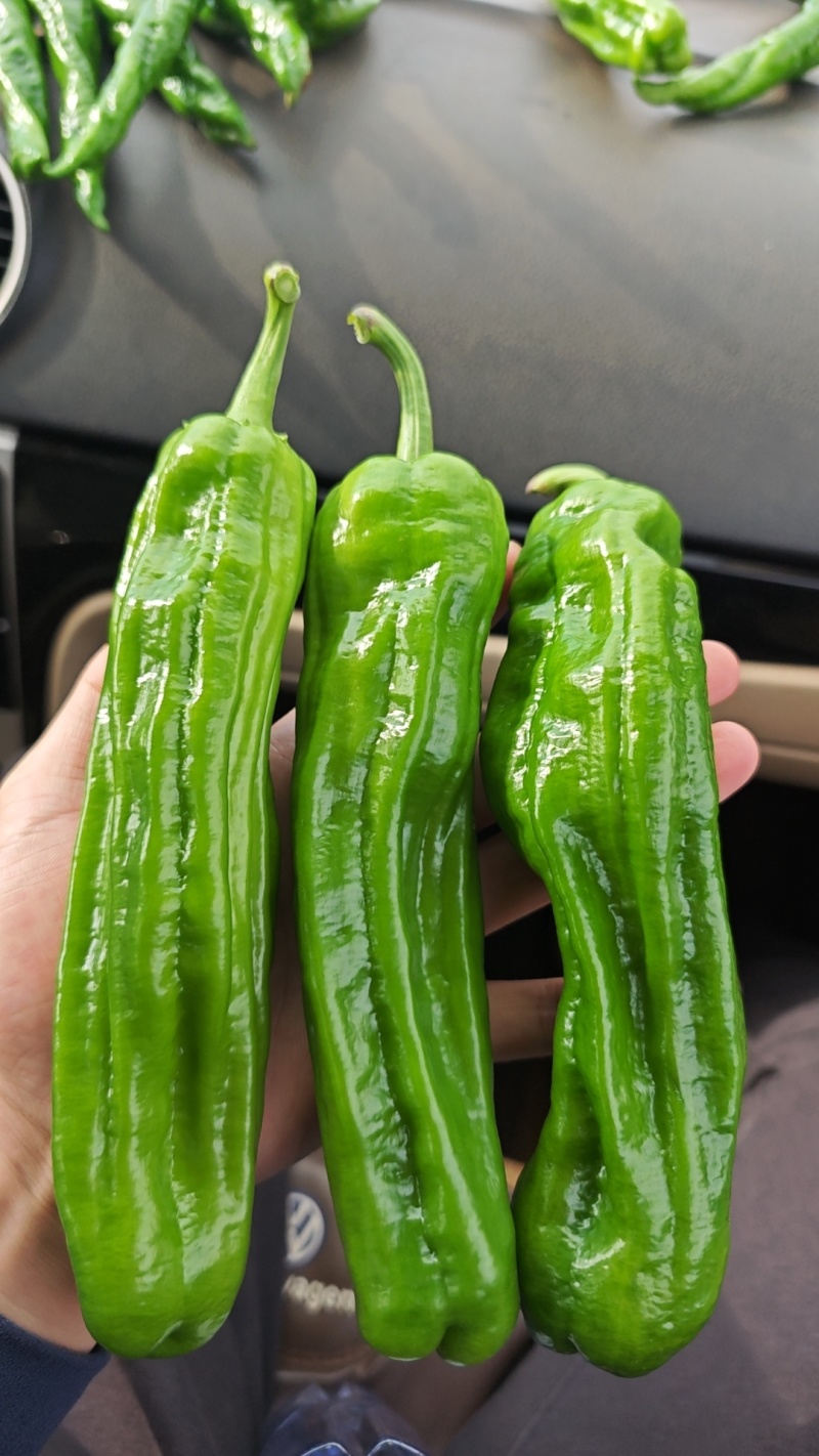 广东湛江芜湖椒，薄皮椒，160亩