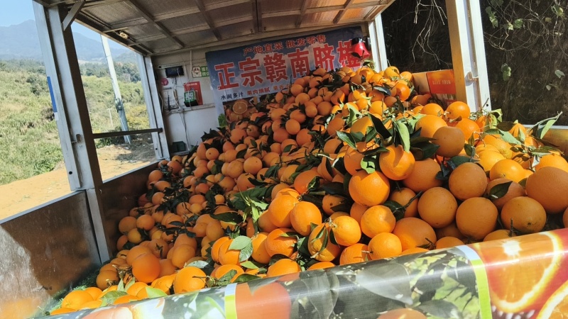 赣南脐橙一树下