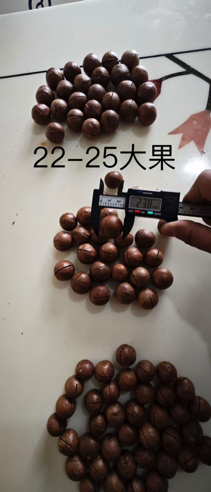 云南临沧夏威夷果新货，规格齐全，现货充足，电商一件代发