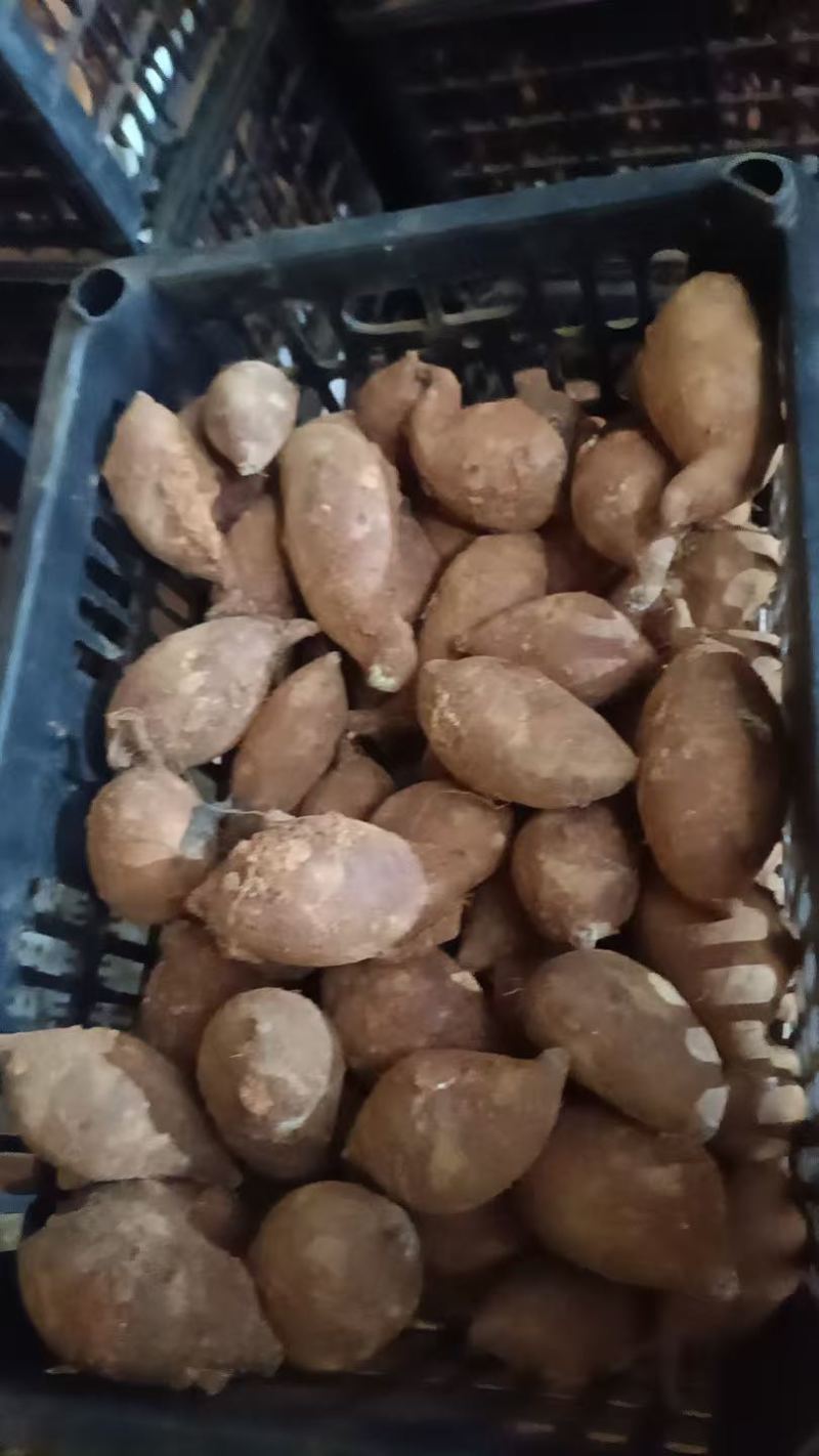 榴莲蜜薯蛋蛋果
