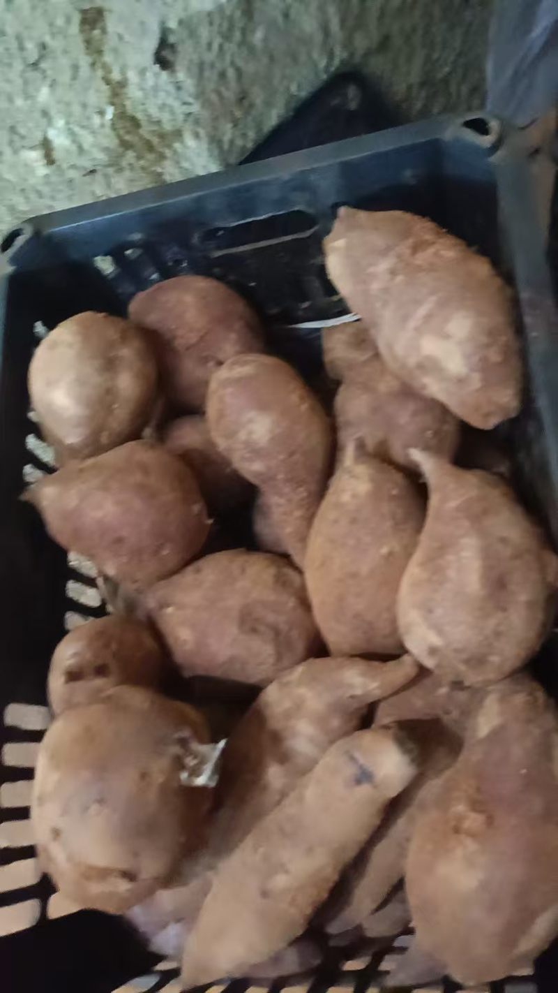 榴莲蜜薯蛋蛋果