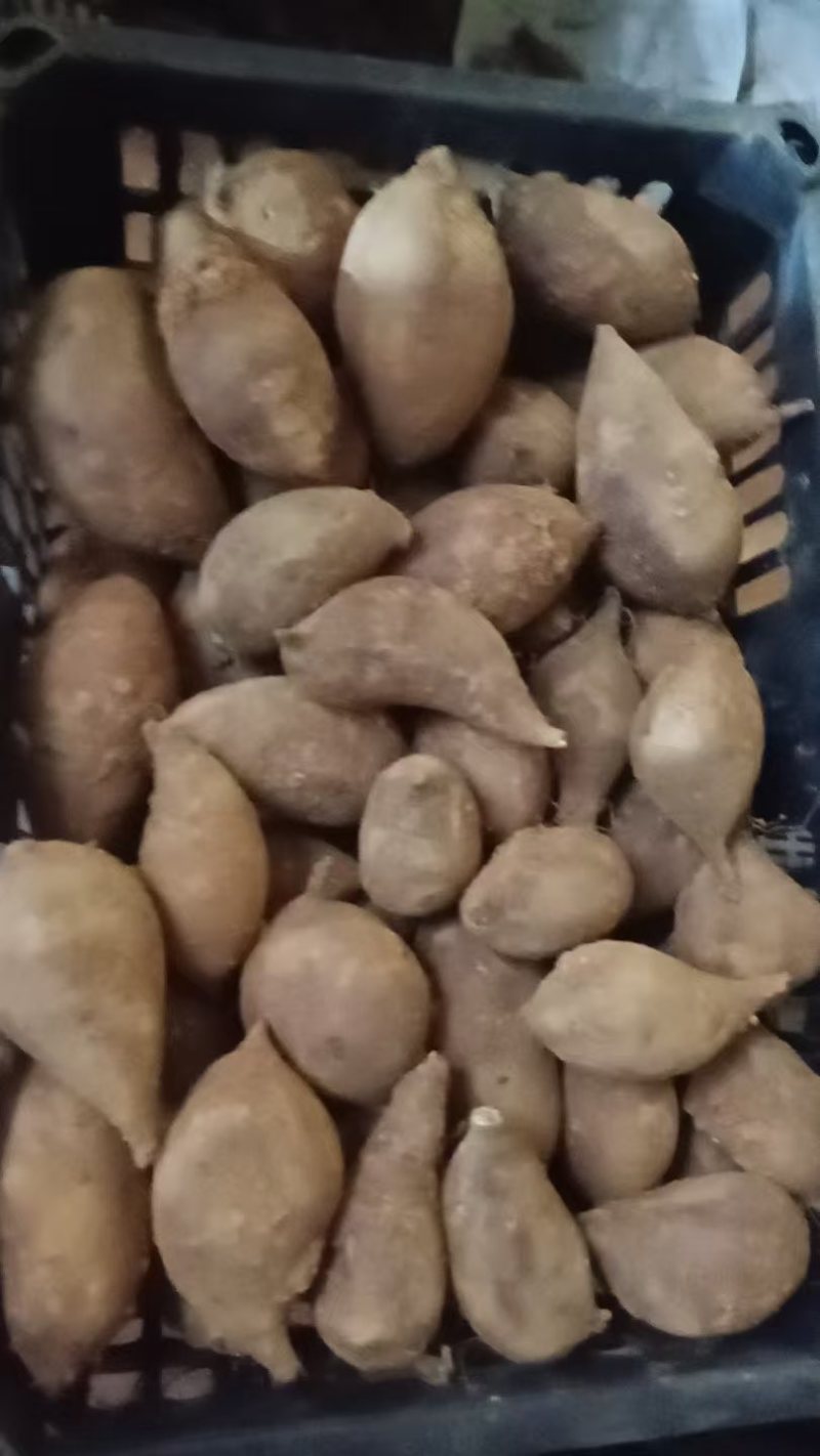 榴莲蜜薯蛋蛋果