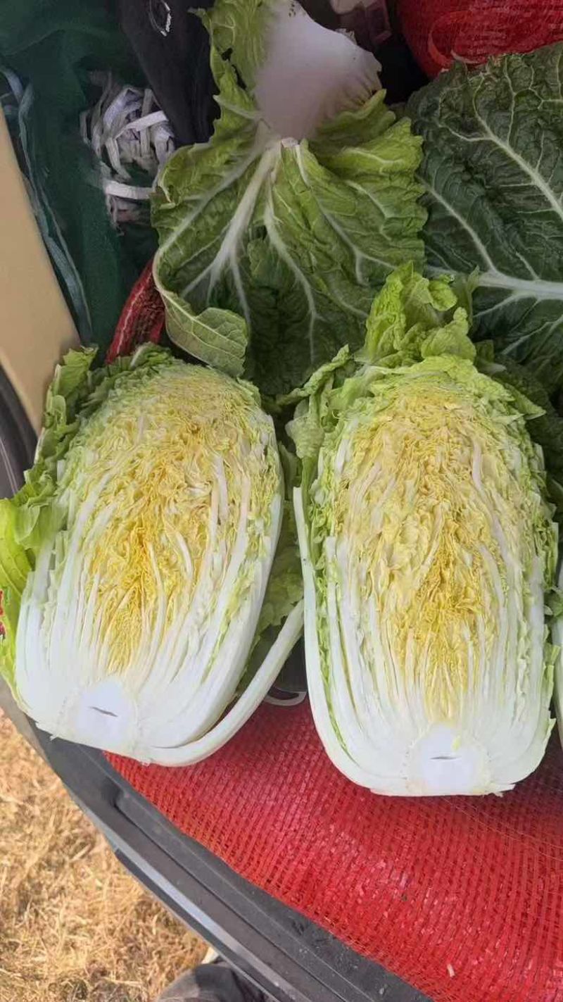 黄心矮颗