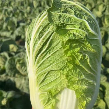 黄心矮颗