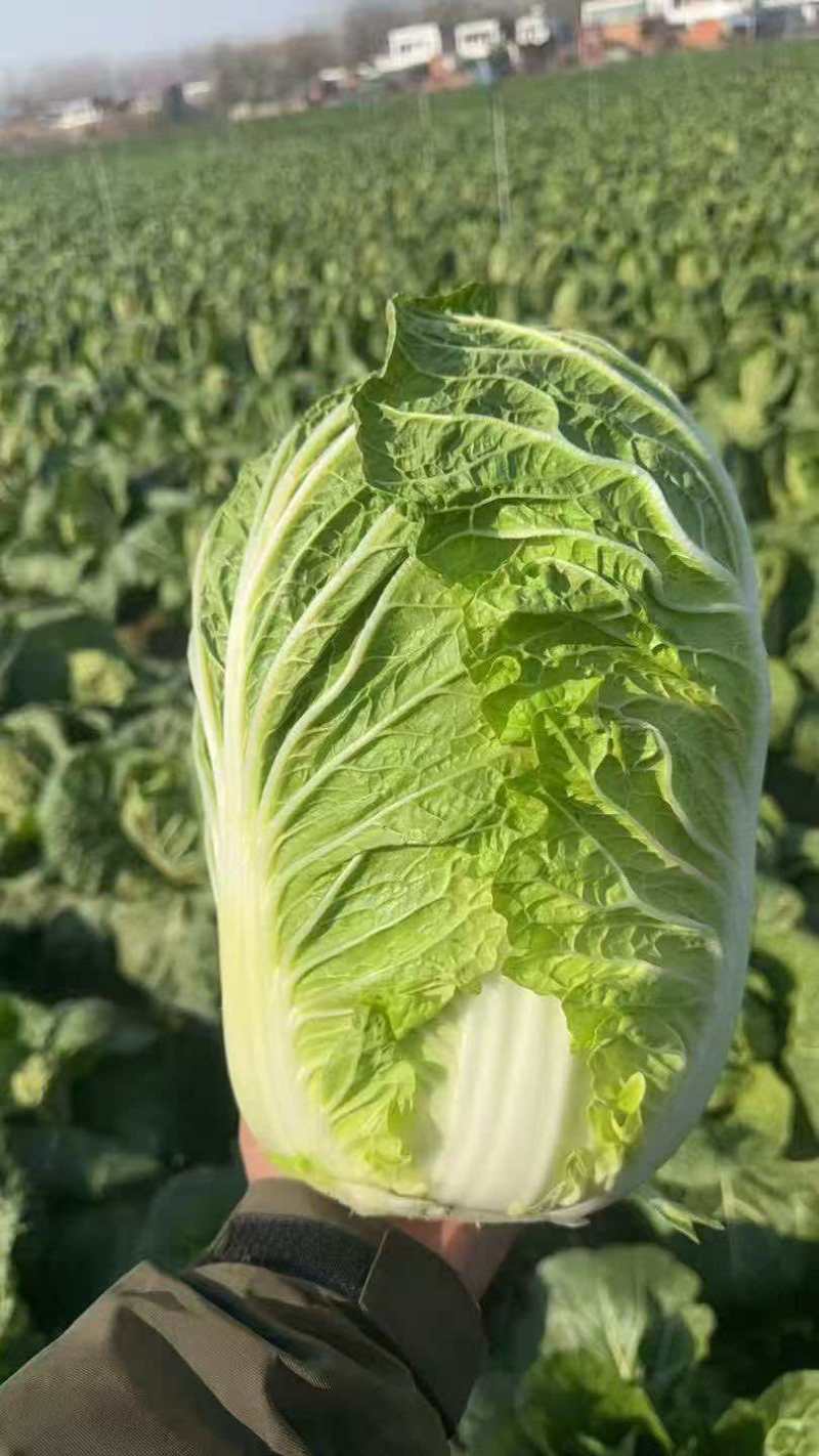 黄心矮颗