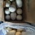 散养大鹅——鹅蛋