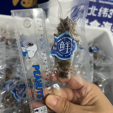 威海海参3.99一只
