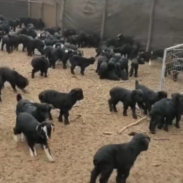 小山羊