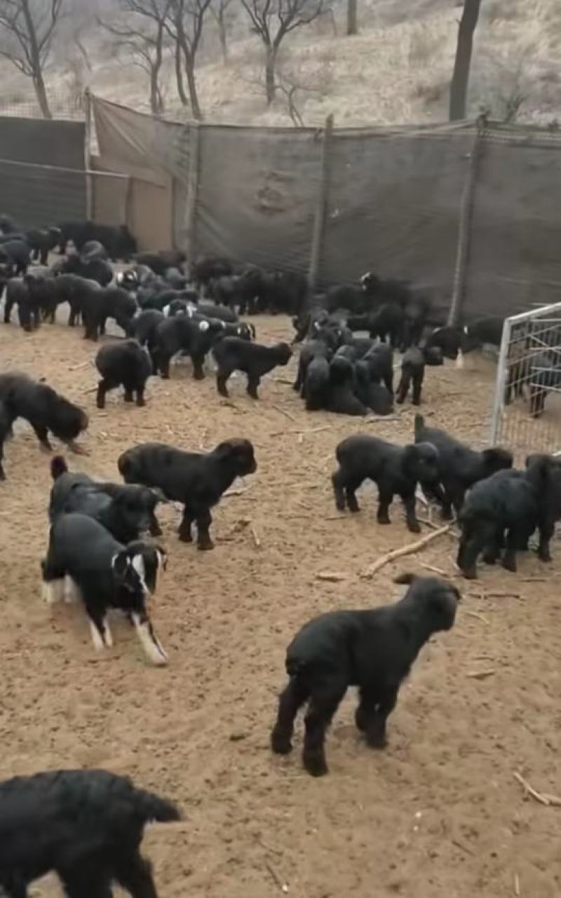 小山羊